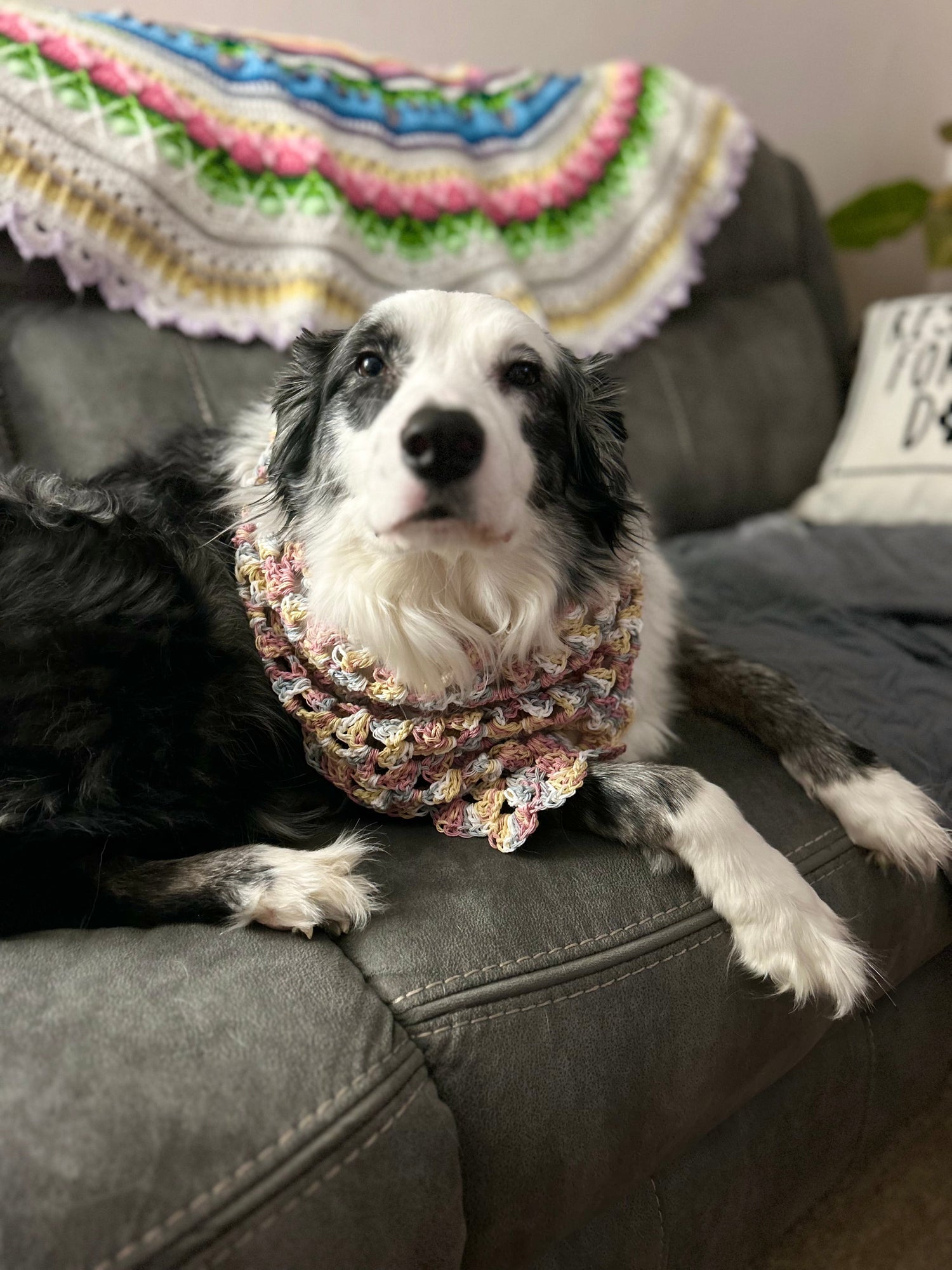 Dog Bandanas